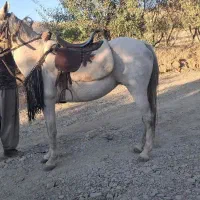 ۲تا مادیان|اسب و تجهیزات اسبسواری|سنندج, |دیوار