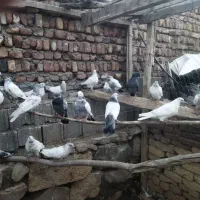 کبوترپرشی