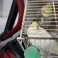 یگ‌جفت‌‌عروس‌هلندی‌سالم