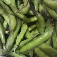 باقالا سبز محلی خوش پخت (زودپز)