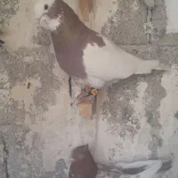 کفتر یا کبوتر