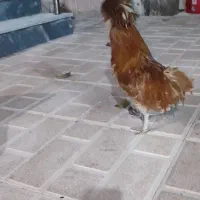 خروس زینتی|حیوانات مزرعه|ثمرین, |دیوار