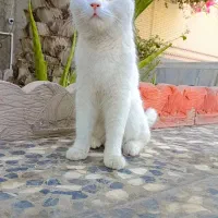 گربه پرشین ماده