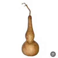 کدو قلیانی (تزیینی)|صنایع دستی و سایر لوازم تزئینی|قم, نیروگاه|دیوار