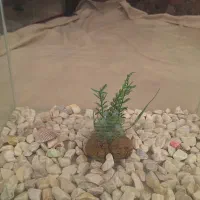 ماهی کوپی واکواریوم شیشه خم|ماهی|زنجان, |دیوار