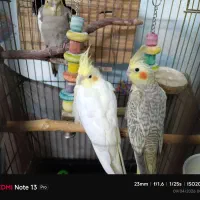 جوجه عروس هلندی