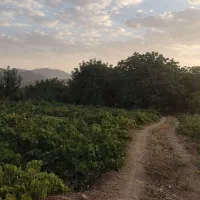 فروش باغ انگور و درختان میوه و زمین کشاورزی|فروش دفتر صنعتی، کشاورزی، تجاری|خنداب, |دیوار