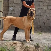 سگ عراقی نر ..|سگ|خوی, |دیوار