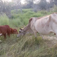 فروش فوری گاو گوساله ناپ دارپاکستانی اصلی