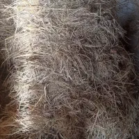 سرچینا|لوازم جانبی حیوانات|کوچصفهان, |دیوار