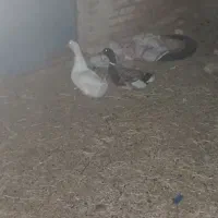 اردک خوشکل معاوضه بامرغ محلی