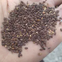 کنجد اهواز و سراسر استان