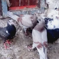 ۵عدد جوجه بور سینه مشهدی