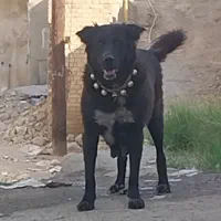 ماده قدرجونی|سگ|اهواز, کوی رمضان|دیوار