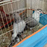 ۴تا کفتر ۲تاش بزرگه ۲تاش جوجه
