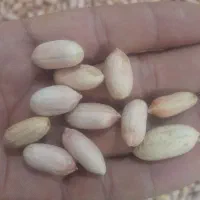 فروشی بادام زمینی برشته شده درجه یک|خوردنی و آشامیدنی|پاکدشت, حصار امیر|دیوار