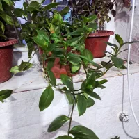 گل طبیعی حسن یوسف وپتوس و پدیلانتوس|گل و گیاه طبیعی|شیراز, گویم|دیوار