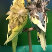 پرنده سرا و جوجه مارکت