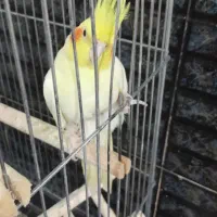 عروس هلندی نر و ماده|پرنده|بروجرد, |دیوار