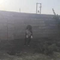 سگ گله ای