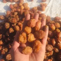 الو خوانساری