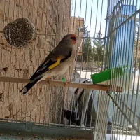 سهره  سقا نر