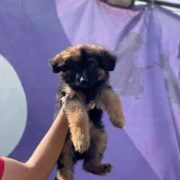 ژرمن شپهرد(شپرد) سگ نگهبان (کینگ موبلند)