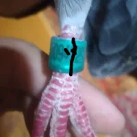 کفتر|پرنده|نوشین شهر, |دیوار