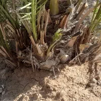 پاجوش نخل برحی