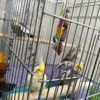 عروس هلندی تخم گذار