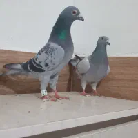 برای فروش|پرنده|تاتار علیا, |دیوار