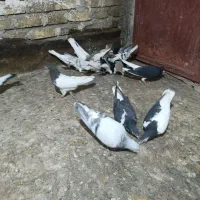 سلام ۱۸تا حیوان پرشی زده خوردی