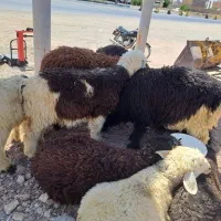 بره گوشتی