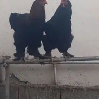 دو عدد خروس امپراطوری تزیینی،فروش فوری