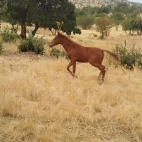 اسب|اسب و تجهیزات اسب‌سواری|کوهدشت, |دیوار