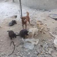 توله سگ های هاسکی|سگ|بستان آباد, |دیوار