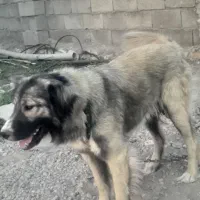 واگذاری سگ نگهبان