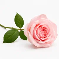 کارگر گلفروشی (آقا)