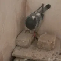 کفترپرشی وجفتگاه