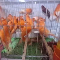 قناری|پرنده|بندر ماهشهر, |دیوار