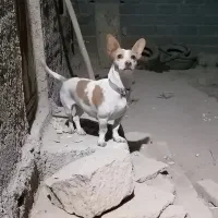 توله سگ جک راصل اصل|سگ|شیروان (خراسان), |دیوار