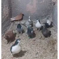 کبوتر پرشی ضربه