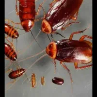 سمپاشی حشرات ۱۰۰ تضمینی کل حشرات وغیره شرکت تندیس|خدمات نظافت|تهران, فاطمی|دیوار