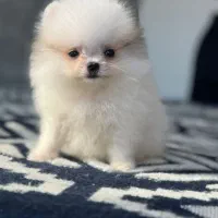 پامرانین بوفیس و عروسکی|سگ|تهران, شهرک مخابرات|دیوار