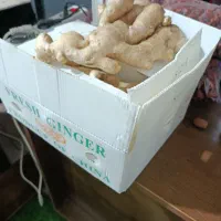 زنجبیل تازه