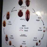 سم پاشی منازل و کارگاه های صنعتی و دام و طیور|خدمات نظافت|محمدیه-قزوین, |دیوار