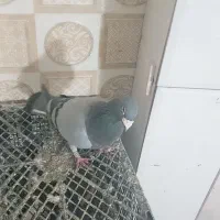 کفتر|پرنده|تربت‌حیدریه, سرمحله|دیوار