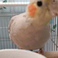 عروس هلندی نژاد دارچینی|پرنده|تاکستان, |دیوار