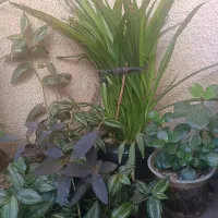 گلهای آپارتمانی