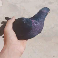 کبوتر زاق  پلاکی تخفیف داره